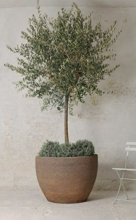 Olive Tree In Pots Front Door, Olive Tree Pots Outdoor, Olive Tree Potted, Olive Tree In Pots Outdoor, Olive Trees In Pots Outdoor, Olive Tree Indoor Decor, Large Potted Plants Outdoor, Structural Plants, Olive Tree Indoor