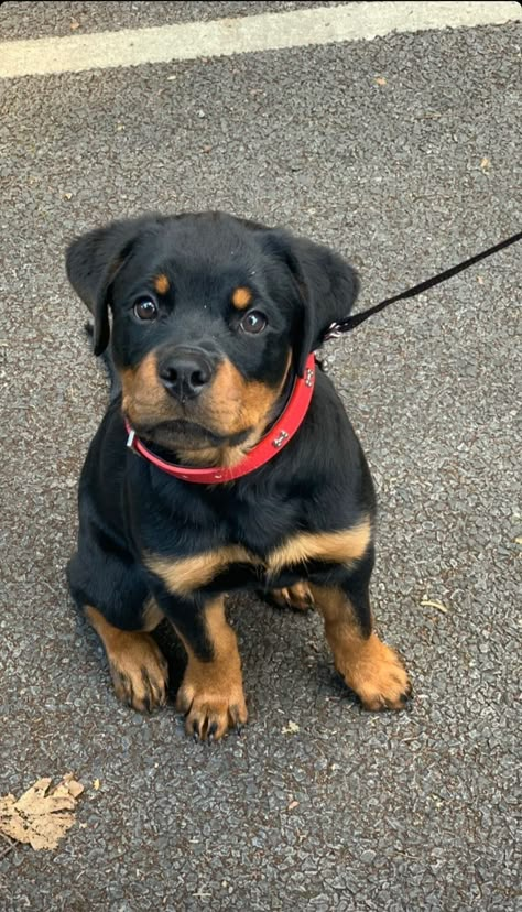 Rottie Rotweiler Pup Aesthetic, Rockweiler Puppy, Rotwiller Puppy, Rot Weiler Puppy, Rotwiller Dog Puppies, Rot Weiler Puppies, Rottie Aesthetic, Rotwilers Puppys, Rotweiler Pup