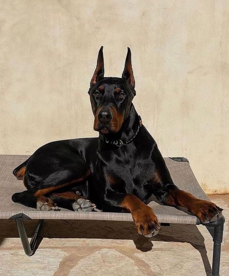 Doberman Real on Instagram: “😍❤️ Follow @doberman.real 📷 DM for credit ⁣ #doberman #doberman_worldwide #dogsofinstagram #bullybreed #dobermanpride #dobie…” Dobber Man Dog Aesthetic, Doberman Sleeping, Dobber Man Dog, Dobber Man, Black Doberman, Doberman Love, Doberman Pinscher Dog, Scary Dogs, Doberman Puppy