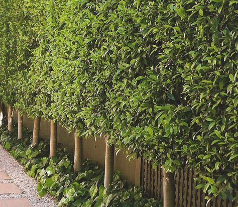 Fence Screening Ideas - We know that it feels astonishing having a lovely patio or backyard garden where you can have a lot of feel become old similar to your family and friends. However, no thing how much you want the world to know how unbelievable your garden is, you nevertheless literally want some privacy upon your own home. #fencescreeningideasoutdoorprivacy Driveway Hedge, Evergreen Fence, Garden Boundary, Types Of Evergreen Trees, Ficus Hedge, Growing Citrus, Garden Hedges, Privacy Landscaping, Driveway Landscaping