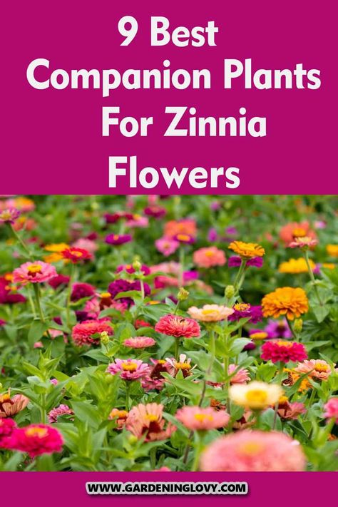 Do you have zinnias in your garden? Are you thinking of What To Plant With Zinnias Flower? Read on to get ideas about the plants that you can add. What To Plant With Zinnias Flower Beds, Zinnias In Raised Beds, Zinnia Raised Bed, Zinnia In Containers, Zinnia Flowers In Pots, Zinnia Flower Bed Ideas, Zinnias And Sunflowers, Zinnia Planter Ideas, Zinnia Flower Garden