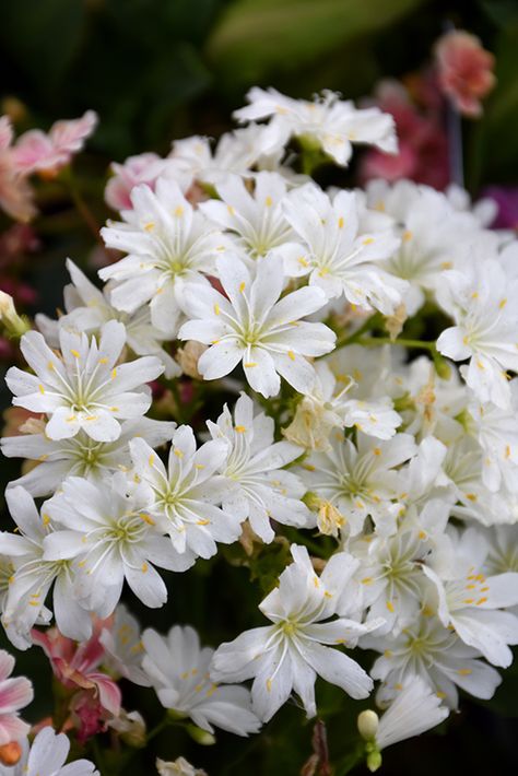 Maine Gardens, Lewisia Cotyledon, Bitterroot Flower, Waterville Maine, Garden Border Edging, Low Water Gardening, Alpine Garden, Potager Garden, Rubber Plant