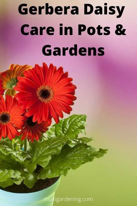 Gerbera Daisy Care Indoors and Outdoors - Multigardening Gerbera Daisy House Plant, Gerbera Daisy Care Outdoors, How To Grow Gerber Daisies, Gerbera Daisy Seeds, Gerbera Daisy Care, Daisy Care, Orange Gerber Daisy, Gerbera Plant, Homemade Insecticide