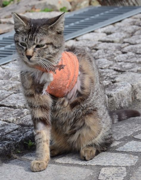 Cat Falling, Hunting Tools, Animal Protection, Feral Cats, Private Property, Hiroshima, Sound Waves, Cat Nap, Wild Birds