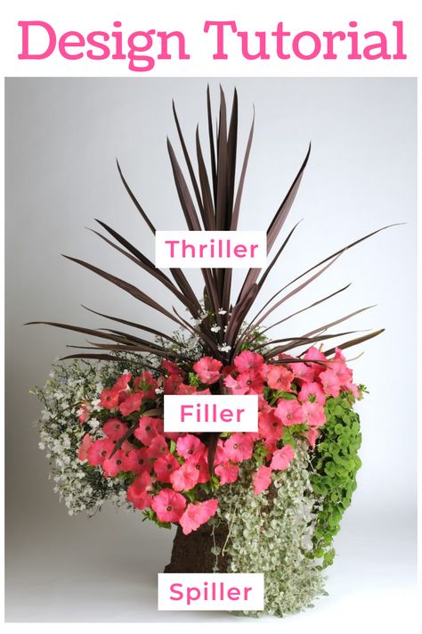 Fillers Spillers And Thrillers, Spiller Filler And Thriller, Thriller Filler Spiller Ideas Shade, Filler Thriller Spiller Planters, Thriller Spiller Filler Ideas, Thriller Plants For Containers, Patio Planters Ideas, Thriller Filler Spiller Ideas Full Sun, Thriller Filler Spiller Ideas