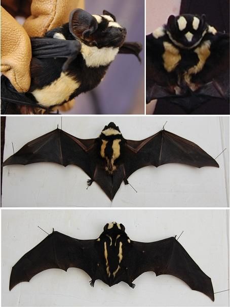 Butterfly Bat, Bat Facts, Bat Species, Astronomy Science, Fruit Bat, South Sudan, Interesting Animals, Weird Animals, Creature Design