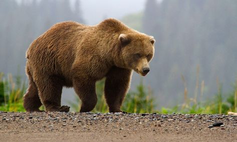 Fun Facts Regarding The Intelligence Levels Of Bears | Unofficial Networks Beruang Grizzly, Kuda Nil, Photo Ours, Bear Habitat, Cave Bear, Bear Attack, Big Game Hunting, Brown Bears, Bear Spray