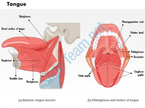 0514 muscles that move the tongue medical images for powerpoint Slide01 Muscles Of Tongue, Tongue Muscles, Medical Images, Presentation Graphics, Anatomical Art, Ppt Slide Design, The Tongue, Ppt Template, Slide Design