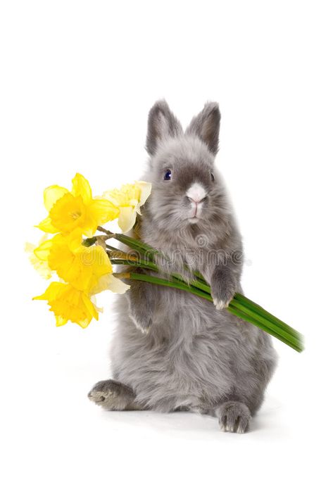 Bunny with yellow flowers. Bunny holding the yellow flowers , #Aff, #yellow, #Bunny, #holding, #flowers #ad Happy Easter Messages, Holding Something, Black Magic Love Spells, Stick Wall Art, Easter Backgrounds, Spring Wall Art, Happy Easter Everyone, Easter Wallpaper, Easter Images