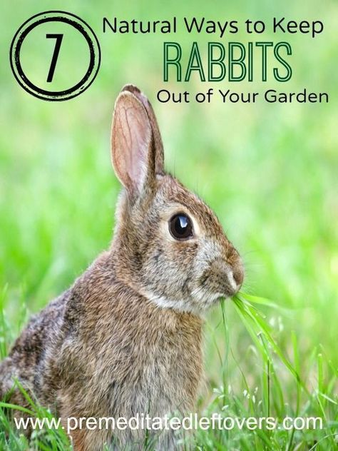 Rabbit Deterrent, Rabbit Repellent, Fencing Ideas, Garden Pest Control, Better Homes And Garden, Garden Pests, Veggie Garden, Raised Beds, Lawn And Garden