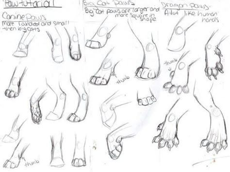 How To Draw Paws, Cat Paw Drawing, Paw Drawing, Cat Drawing Tutorial, Cats Art Drawing, Cat Anatomy, Warrior Cat Drawings, Cat Sketch, Warrior Cats Art