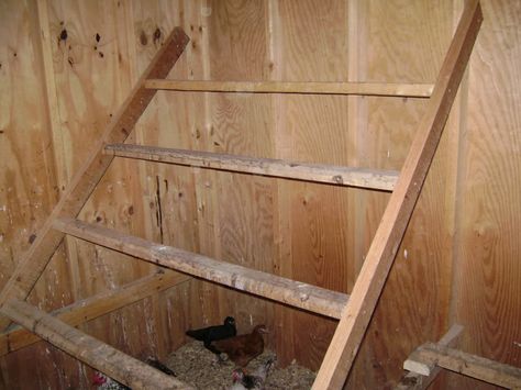 Roosting Bars, Urban Chicken Farming, City Chicken, Chicken Roost, Poultry House, Diy Chicken Coop Plans, Chicken Feeders, Chicken Life, Best Chicken Coop