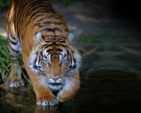 Tiger Bengali Tiger, Columbus Zoo, Amur Tiger, Cat Species, Albino Animals, Wildlife Pictures, Tiger Pictures, Tiger Face, Bengal Tiger