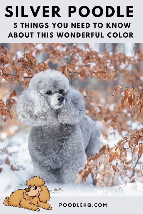 This and much more about poodles and poodle colors on poodlehq.com #poodle #poodles #poodlelove #poodlemania #poodlepower #poodlelife #pudel #whitepoodle #poodlelove #poodleaddict #poodleart #poodlealltheway #poodledogs #poodlelife #poodleoftheday #poodle #poodlesofficial #poodlesareagirlsbestfriend #poodlesanddoodles #apoodleslife #apoodlestales #apoodlesworkisneverdone #apoodlestale #apoodlesbestfriend #poodlepuppy #poodlepuppies Silver Standard Poodle, Silver Toy Poodle, Poodle Colors, Extraordinary Animals, Toy Poodle Haircut, Gray Poodle, Poodle Haircuts, Poodle Haircut Styles, White Toy Poodle