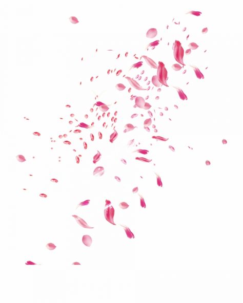 Flower Petals Falling Drawing, Falling Flower Petals, Hampers Idea, Petals Falling, Falling Petals, Flower Pedals, Tutu Ballet, Stage Set Design, Joker Wallpapers