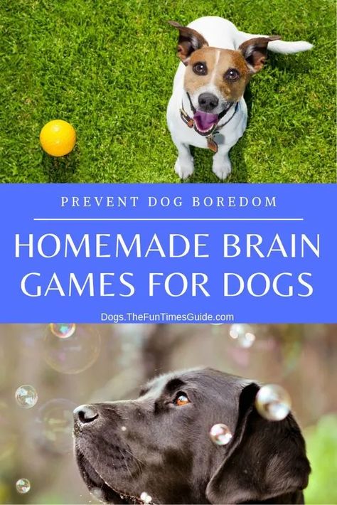 Dog Enrichment Games, Diy Dog Toys For Heavy Chewers, Dog Enrichment Ideas Diy, Games For Puppies, Games For Dogs, Dog Boredom, Dog Agility Course, Brain Games For Dogs, Shelter Ideas