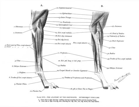 Greyhound Anatomy - Exterior Fore Lmib Greyhound Anatomy, Jeffrey Hunter, Hand Art Drawing, Greyhound, Anatomy, High Quality Images, How To Draw Hands, Exterior