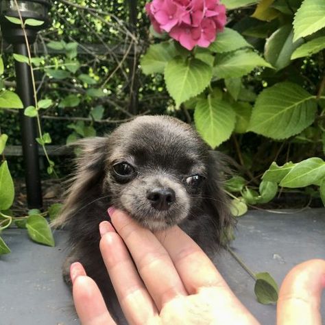 #Teacup Kitty - #Chihuahua female pup for sale near Sacramento, California Long Haired Chihuahua Puppies, Teacup Chihuahua For Sale, Chihuahua Mix Puppies, Chihuahua For Sale, Merle Chihuahua, Chihuahua Breeders, Chihuahua Breeds, Teacup Chihuahua Puppies, Puppies For Sale Near Me