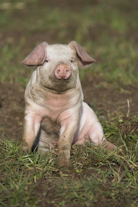 Pig Reference Photo, Pig Reference, Pig Photography, Pig Photos, Pig Photo, White Pig, North American Animals, Pig Pictures, Cute Piglets