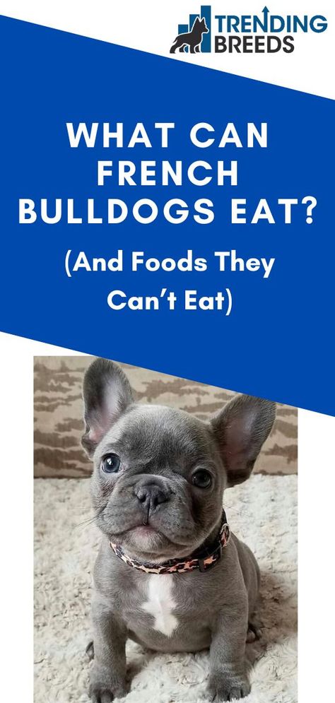 French Bulldog Raw Food Diet, French Bulldog Treats, Frenchie Training Tips, Best Food For French Bulldog Puppy, French Bulldog Diet, Frenchie Food Recipe, Frenchie Puppy Training, French Bulldog Food Recipes, French Bulldog Care Tips