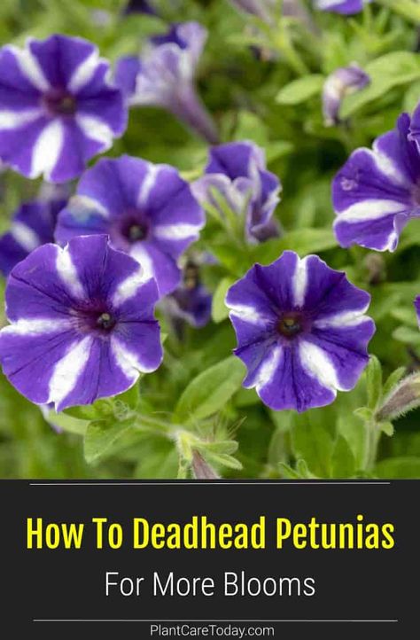 Learn How and Why To Deadhead Petunias including when to deadhead, how to deadhead with pinching, and how to deadhead with pruning How To Deadhead Petunias, How To Prune Petunias, Deadheading Petunias, Growing Petunias, Petunia Planter, Night Sky Petunia, Petunia Tattoo, Heat Tolerant Flowers, Petunia Care