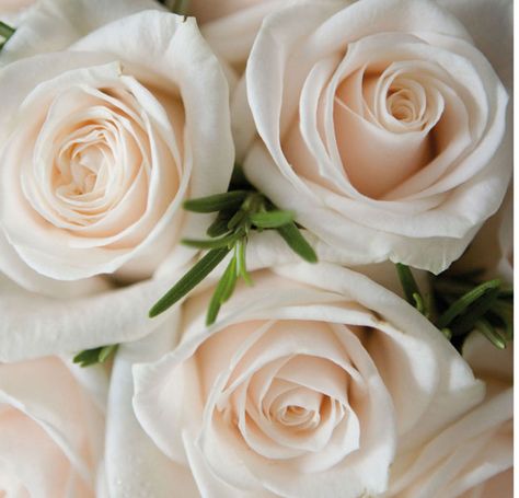 Vendella rose- a white with a bit of a blush feel once it opens. Vendela Rose, Vendela Roses, Chinoiserie Wedding, February Wedding, Bridal Bouquet Fall, Blush Wedding Flowers, Rose Varieties, Arrangement Ideas, August Wedding