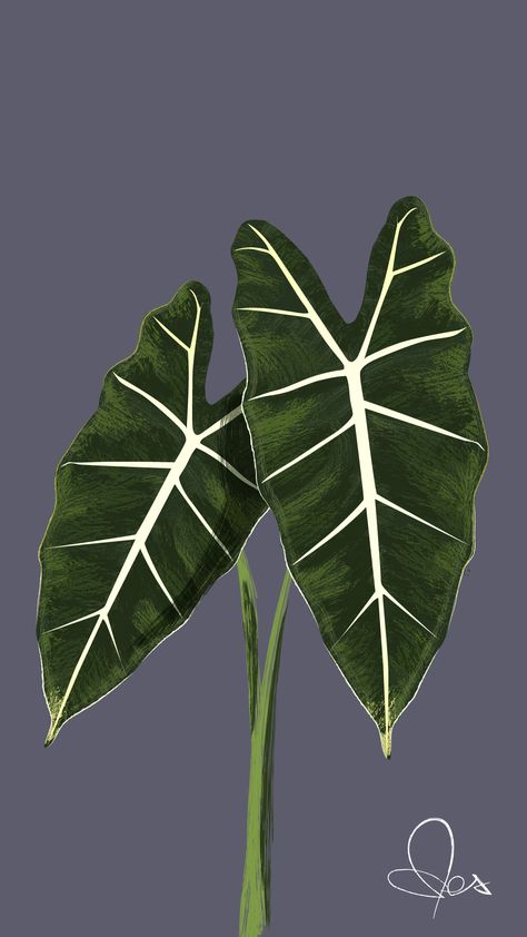 Alocasia Plant Drawing, Botanical Garden Drawing, Alocasia Illustration, Alocasia Drawing, Alocasia Tattoo, Philodendron Drawing, Alocasia Frydek, Plant Drawings, Optical Illusion Tattoos