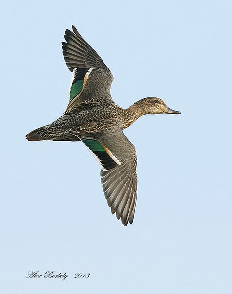 Green Winged Teal, Green Wing Teal, Duck Pictures, Green Wing, Ducks, Dogs, Green, Photography, Animals