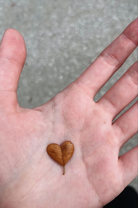 Hearts In Nature, Natural Hearts, Nature Hearts, Heart Shaped Leaf, Heart Aesthetic, Heart Ideas, Heart In Nature, Heart Leaf, Lovecore Aesthetic