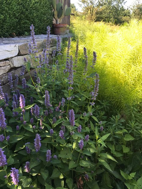 Anise Hyssop (Agastache foeniculum) has been grown for hundreds of years. Its licorice-mint-scented leaves invite your touch as you pass it in the garden, and its wonderful purple flowers are edible! Crumble them and sprinkle them into salads for a licorice punch, or steep them for tea. Bee, butterflies and hummingbirds love them, too! And they're super in bouquets. We could go on.....but you get the picture. https://www.kitchengardenseeds.com/anise-hyssop.html #anisehyssop #agastache Agastache Foeniculum, Anise Hyssop, Butterflies And Hummingbirds, Your Touch, Dream Yard, Hummingbirds, Native Plants, Licorice, In The Garden