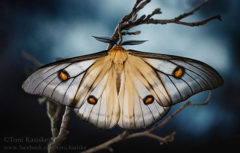 Name: Ghostly Silkmoth (Ceranchia apollina) Silk Moth, Bug Tattoo, Moth Art, Moth Tattoo, Spooky Tattoos, Odaiba, Butterfly Pictures, Little Critter, Mini Drawings