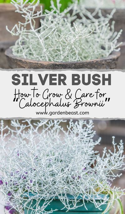 Calocephalus brownii, otherwise known as the ‘Silver bush’ or ‘Cushion bush’, is a species of flowering evergreen shrubs in the Asteraceae family. These plants can also be found in nurseries and markets under their botanical synonym Leucophyta brownii | silver bush plant | silver bush garden | silver bush hedge | calocephalus decoration #silverbush #outdoorplants Leucophyta Brownii, Flowering Evergreen Shrubs, Cushion Bush, Bush Garden, Silver Plant, Australian Native Garden, Goth Garden, Bush Plant, Front Garden Design