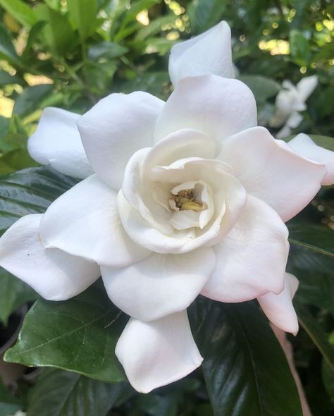 Gardenia Aesthetic, Gardina Flowers, Wedding Bouquet, Flowers Bouquet, Tiara, Flowers, Pink, On Instagram, Quick Saves