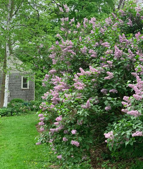 Lilacs are easy to plant and easy to grow. Learn where and how to plant lilacs for a beautiful display of flowers every spring. Lilac Hedge, Lilac Bush, Longfield Gardens, Bush Garden, Lilac Bushes, To Grow, Lilac, Plants, Flowers