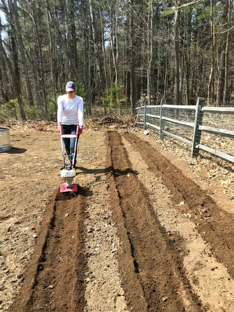 Gardening in New England - Clearing Beds, Tilling Rows and Scratching Like Crazy! - One Hundred Dollars a Month Farm Goals, Row Gardening, Garden Prep, Blueberry Patch, Raspberry Canes, New England Garden, Vegetable Garden Beds, Garden Prepping, Cold Frames