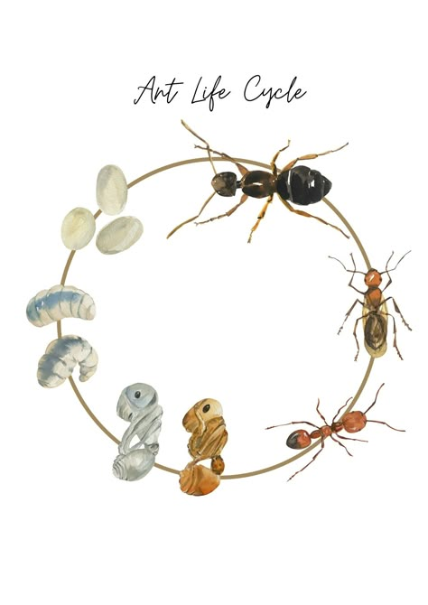 Life Cycle Of An Ant, Ant Lesson, Ant Life Cycle, Life Cycles Preschool, Cycle Poster, Insect Life Cycle, Ant Art, Kids Art Studio, Animal Life Cycles