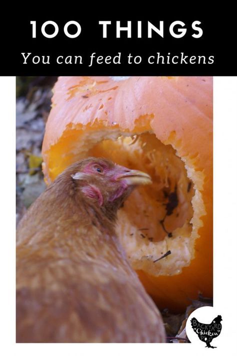 What Can Chickens Eat, Urban Chicken Farming, Sustainable Homestead, Urban Chickens, Backyard Chicken Farming, Chicken Eating, Chicken Treats, Raising Backyard Chickens, Chicken Garden