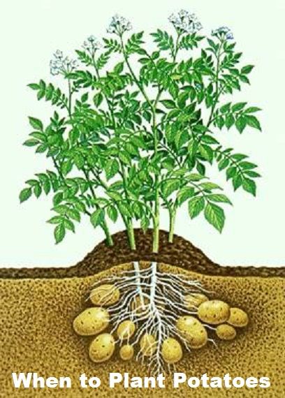 Potatoes are easy to grow, but like cool weather, so you should try to get them into the ground at the right time. Gardening Potatoes, When To Plant Potatoes, Crumpled Newspaper, Potato Plant, Grow Potatoes, Planting Potatoes, Potato Vines, Plantas Vs Zombies, Growing Potatoes