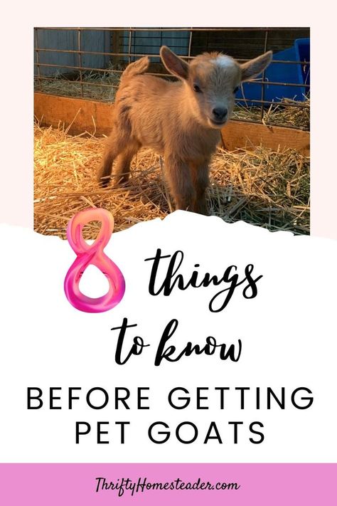 Pet Pygmy Goats, How To Take Care Of Goats, Goats On A Farm, All About Goats, Taking Care Of Goats, Raising Goats For Beginners, Caring For Goats, Goat Set Up, Minature Goats