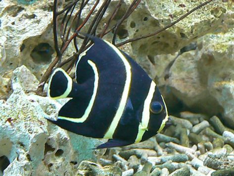 French Angelfish French Angelfish, Queen Angelfish, Emperor Angelfish, Marine Aquarium, Angel Fish, Salt Life, Favorite Animals, Animal Photos, The Emperor