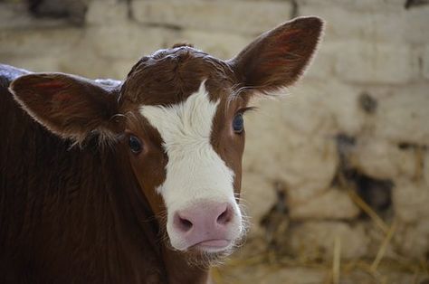 Eyes, Eyelashes, Big Ears, Calf, Cow Animals In The Bible, Cows Mooing, Cow Photography, Cow Ears, Cow Pictures, Photos Of Eyes, Animal Symbolism, Skin Aging, Baby Cows