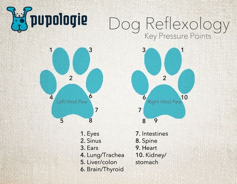 Dog Reflexology - key pressure points.  A simple foot chart. Coconut Oil Dogs Skin, Reflexology Points, Animal Reiki, Coconut Oil For Dogs, Puppy Time, Reflexology Chart, Puppy Treats, Dog Skin, Dog Info