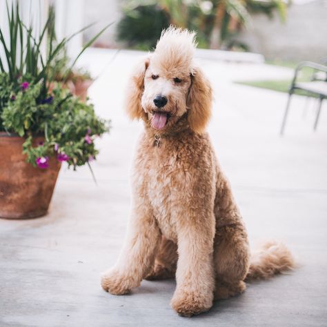 Goldendoodle golden doodle Mohawk. Benelli. Puppy. Golden retriever poodle mix. Haircut. Goldendoodle Haircuts Mohawk, Dog Mohawk Haircut, Poodle Mix Haircut Styles, Golden Doodle Mohawk, Poodle Mohawk, Dog Mohawk, Doodle Haircuts, Labradoodle Haircut, Poodle Haircut Styles