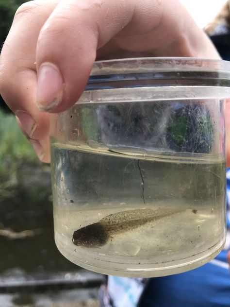 Pond dipping we view a tadpole up close Pond Dipping, Wild Nature, Mason Jars, Nature