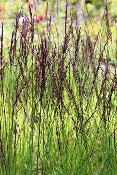 Molinia caerulea 'Edith Dudszus' Molinia Caerulea, Garden Grasses, Naturalistic Garden, Gardeners World, Planting Combinations, Grass Garden, Prairie Garden, Ornamental Grass, Sensory Garden