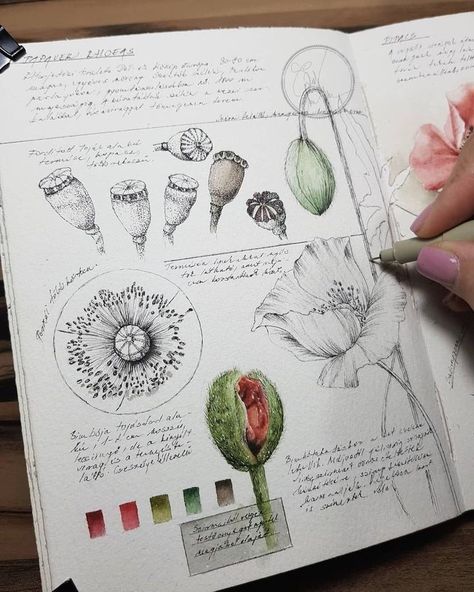 Botanical Sketchbook, Nature Sketch, Instagram Illustration, Drawing Flowers, Sketchbook Pages, Arte Sketchbook, Scientific Illustration, Sketchbook Inspiration, Botanical Drawings