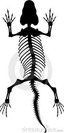 Lizard skeleton 2 Iguana Skeleton, Animal Skeleton Drawing, Lizard Skeleton, Skeletal System Anatomy, Skeleton Logo, Skeleton Silhouette, Robot Ideas, Animal Skeleton, Animal Skeletons