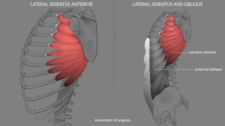 Torso - Serratus Anterior by rkoshi Serratus Anterior, Eye Study, Eye Anatomy, Gross Anatomy, Male Figure Drawing, Anatomy Lessons, Body Tutorial, Male Torso, Anatomy Sketches