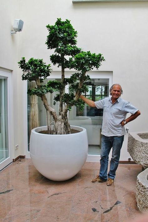 Ficus microcarpa bonsai in the private atrium in a big white planter - buy online Big Pots For Plants Ideas Outdoor, Big Bonsai Tree, Big Plant Pots, Atrium Patio, Modern Planting, Ficus Microcarpa, Plants Interior, Tree Planters, Bush Plant