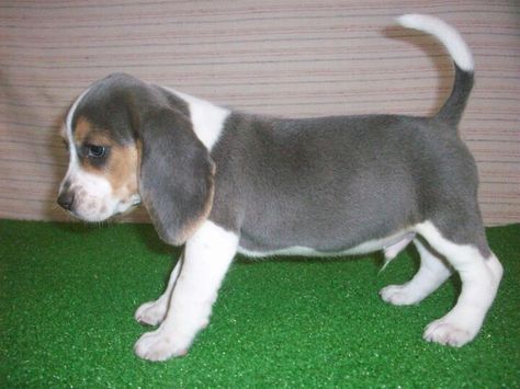 Blue Beagle so adorable! Pocket Beagles, Blue Beagle, Blue Tick Beagle, Blue Tick, Pocket Beagle, Adoptable Beagle, Puppies And Kitties, Dog Help, Beagle Puppy